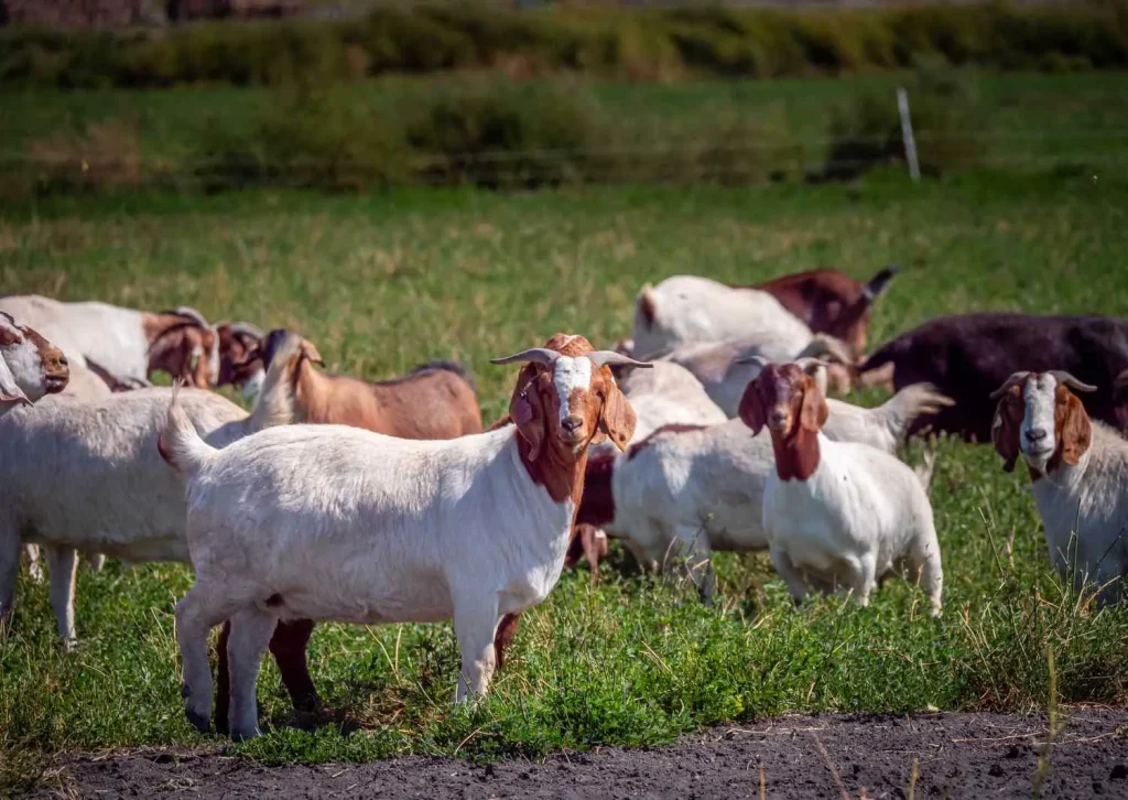 Boer Goat