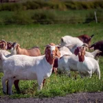 Boer Goat