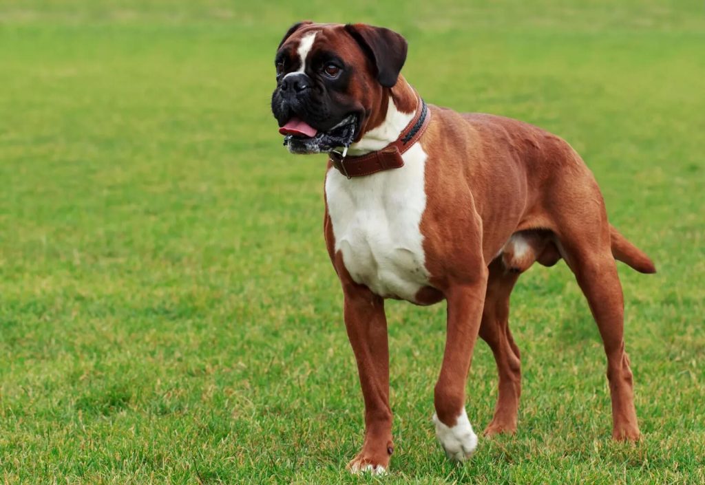 Boxer dog