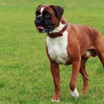 Boxer dog