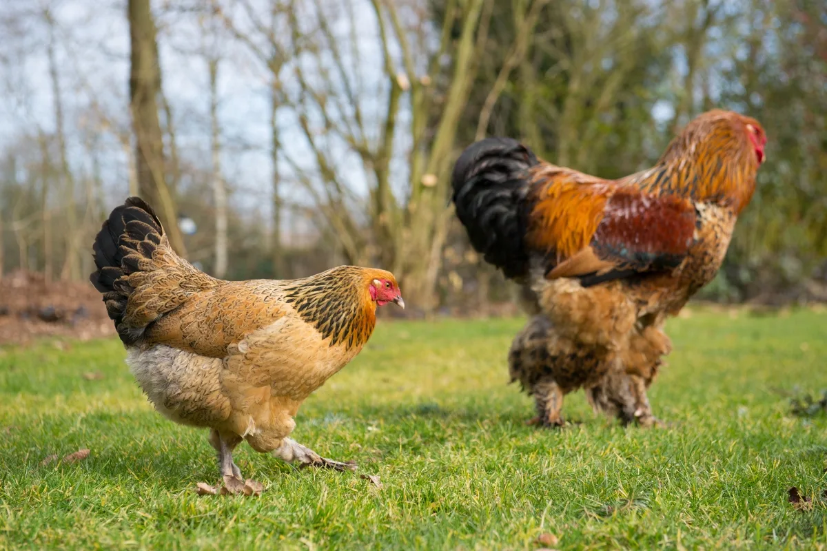 Brahma chicken