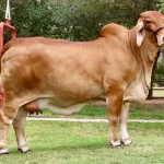 Brahman Cow Brahman Cow