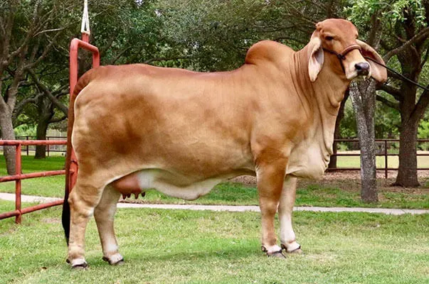 Brahman Cow