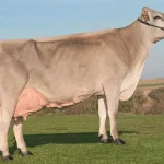 Brown Swiss Cow Brown Swiss Cow