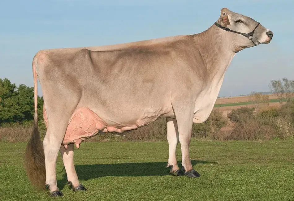 Brown Swiss Cow