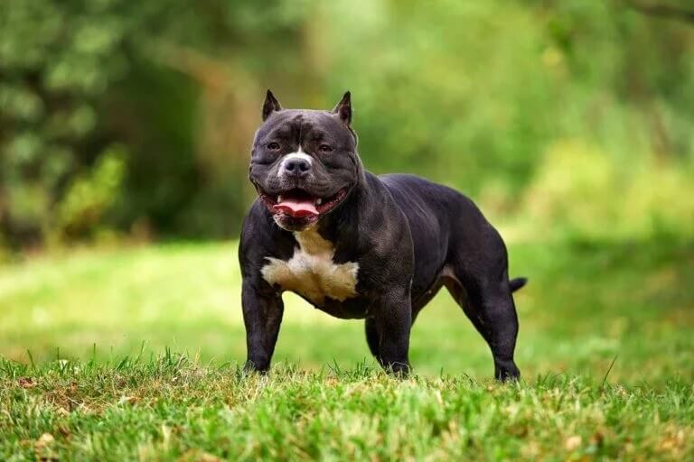 Bulldog