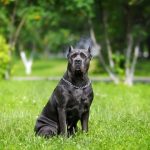 Cane Corso
