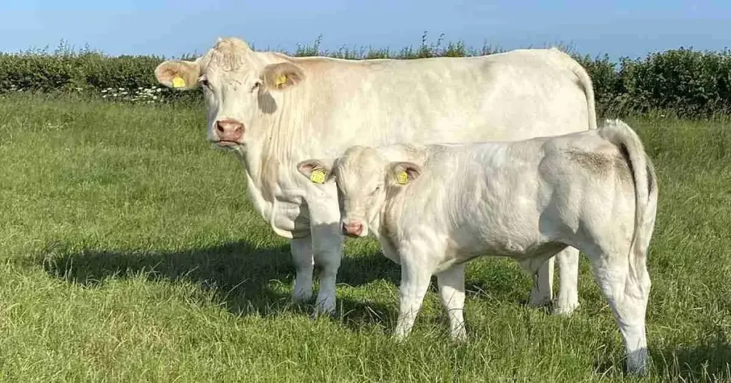 Charolais Cattle