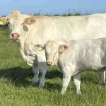 Charolais Cattle Charolais Cattle