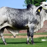 Cholistani Cattle Cholistani Cattle