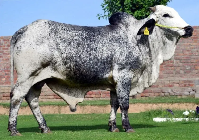 Cholistani Cattle
