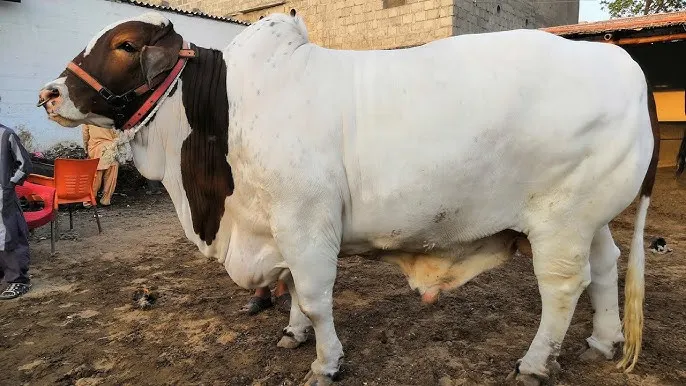 Cholistani Cattle