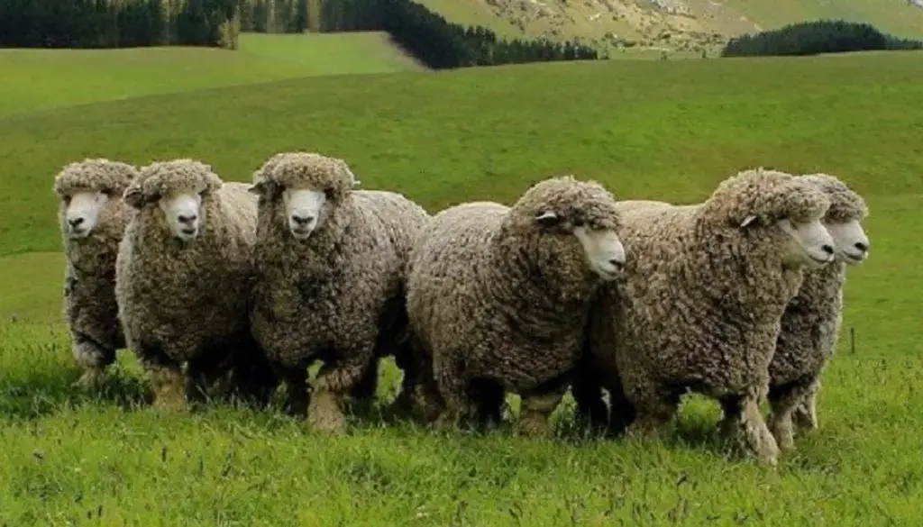 Corriedale Sheep