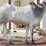 Dajal Cow Dajal Cattle