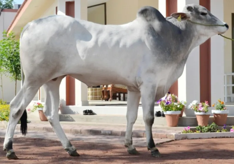Dajal Cattle