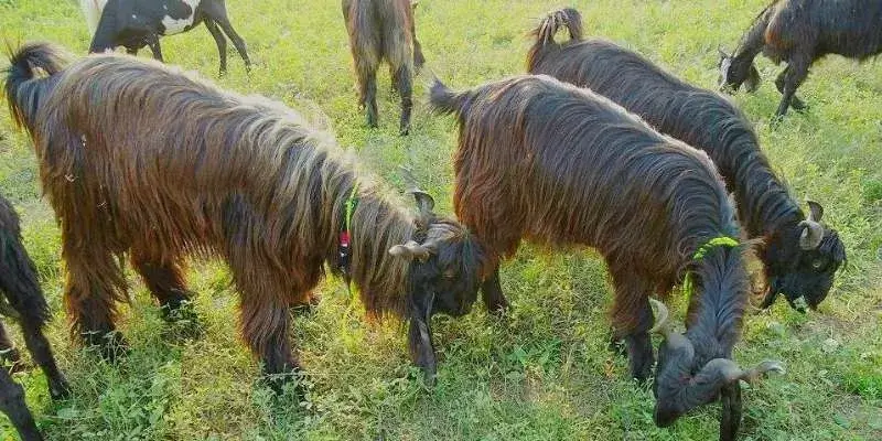 Dera Din Panah Goat
