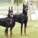 Doberman Pinscher