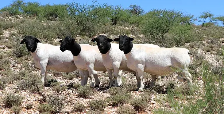 Dorper Sheep