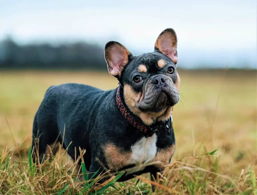 French Bulldog