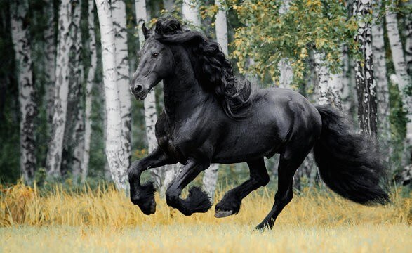 Friesian Horse