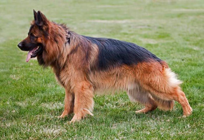 German Shepherd