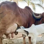 Girolando cow Gir Cow