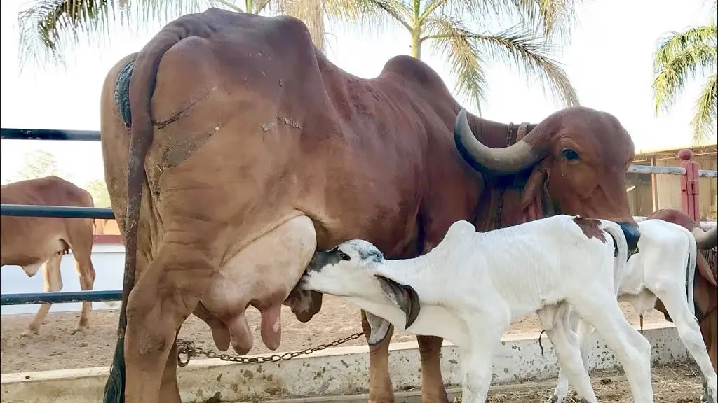 Gir Cow