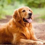 Golden Retriever – Friendly, Loyal, and Perfect Family Dog Golden Retriever