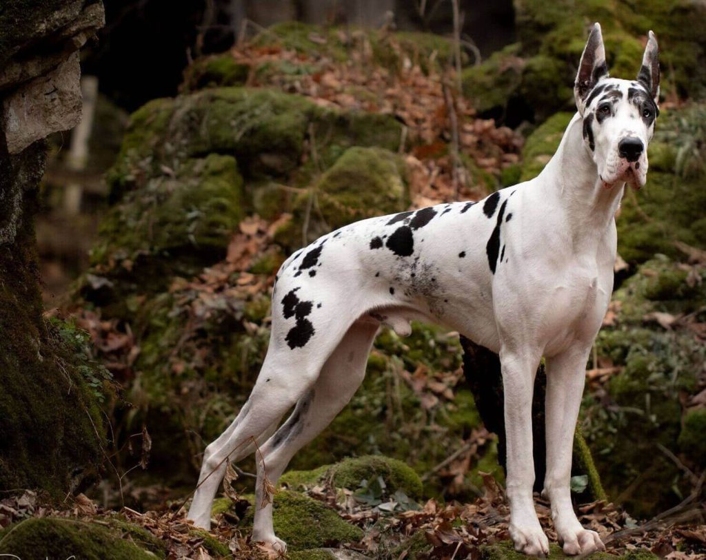 Great Dane