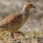 Grey Francolin