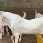 Gulabi Goat