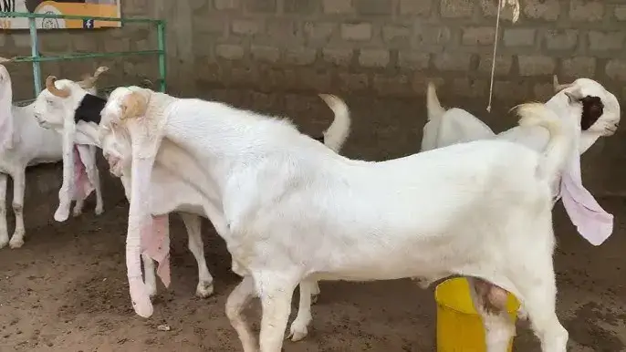 Gulabi Goat