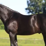 Hanoverian Horse