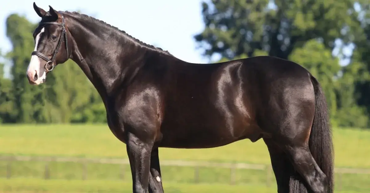 Hanoverian Horse