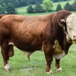 Hereford Cattle Hereford Cattle