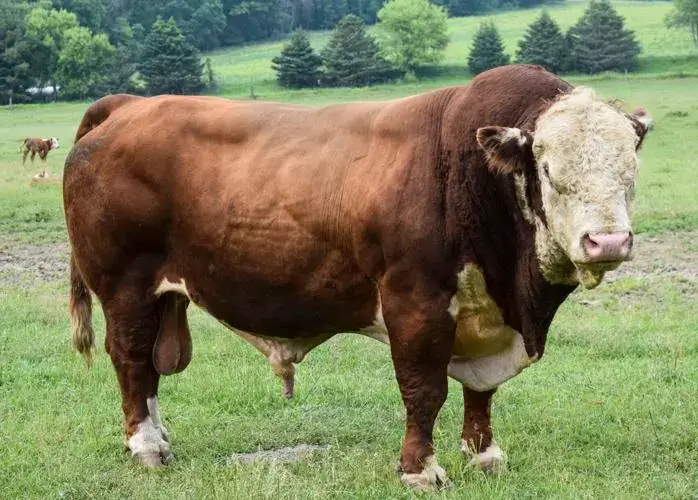 Hereford Cattle