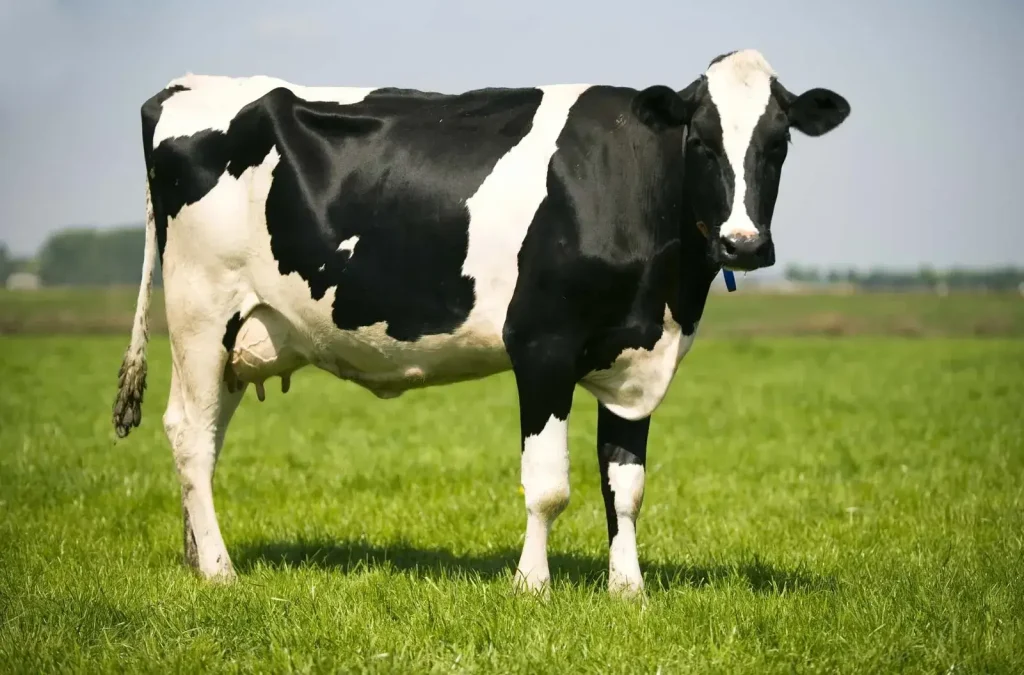 Holstein Friesian