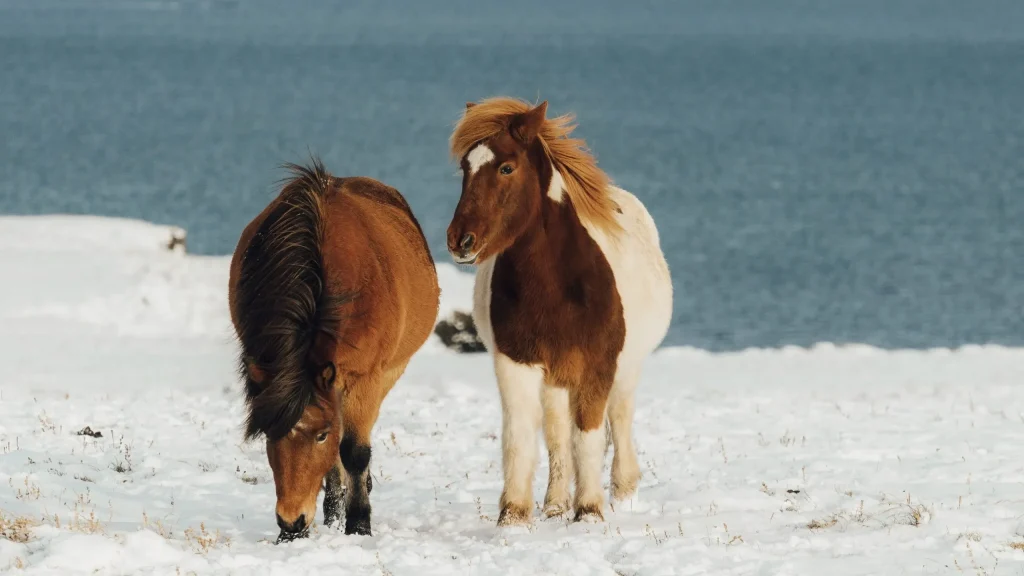 Icelandic Horse