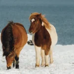 Icelandic Horse