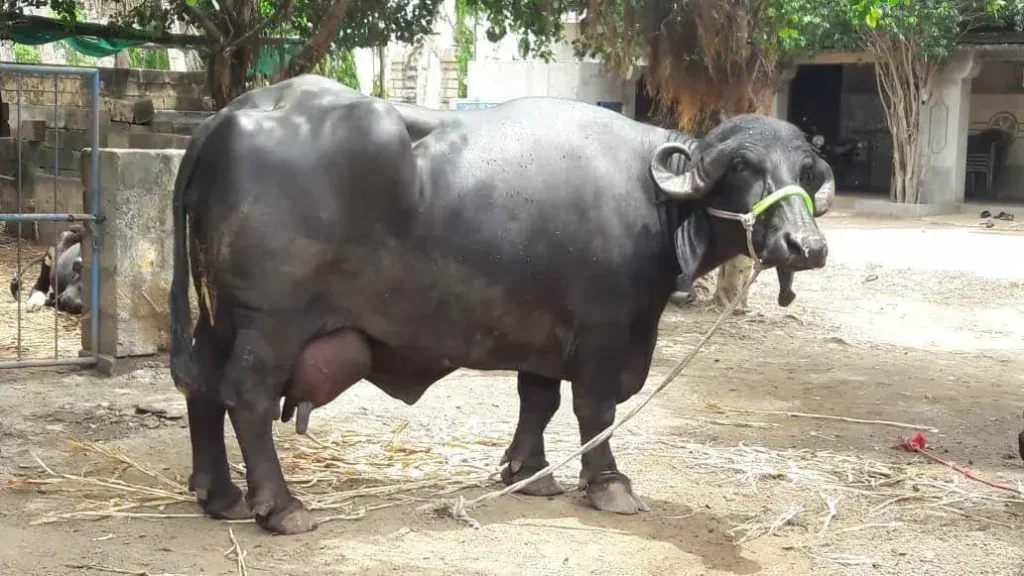Jafarabadi Buffalo