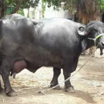 Jafarabadi Buffalo