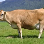 Jersey Cow