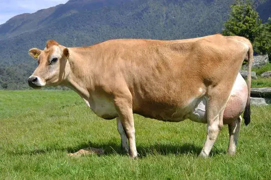 Jersey Cow