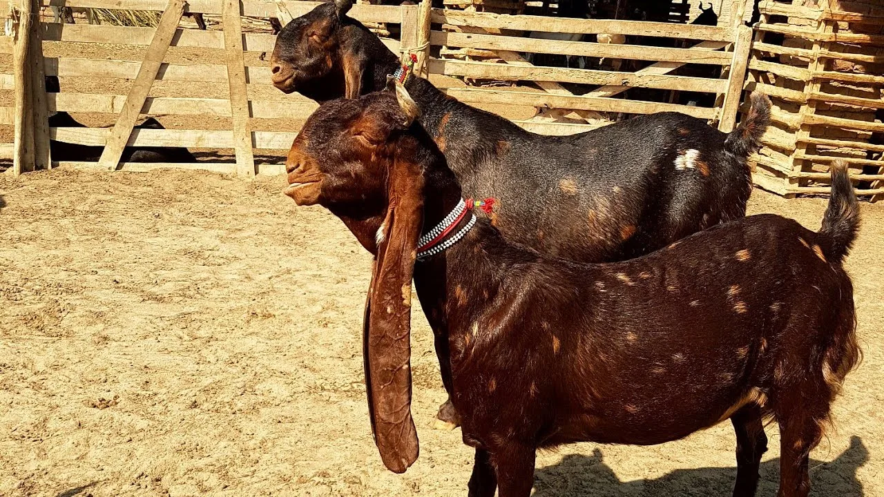 Kamori Goat