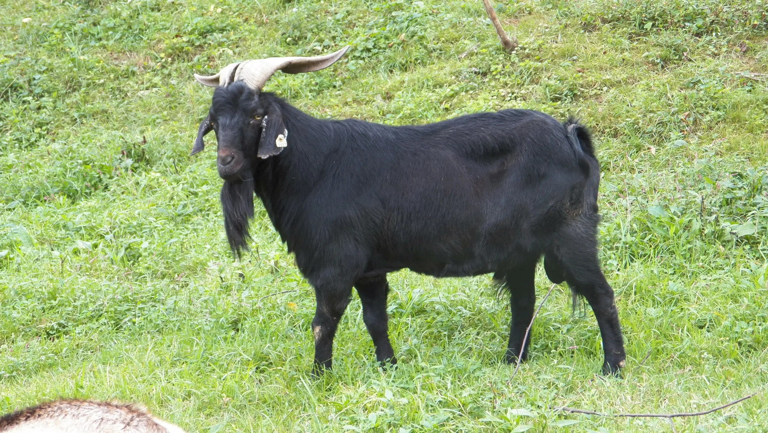 Kiko Goat
