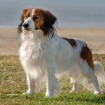 Kooikerhondje dog