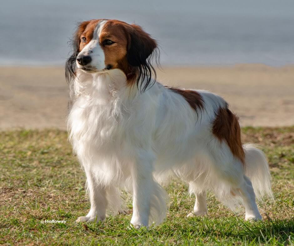 Kooikerhondje dog