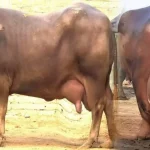 Kundhi (Kundi) Buffalo