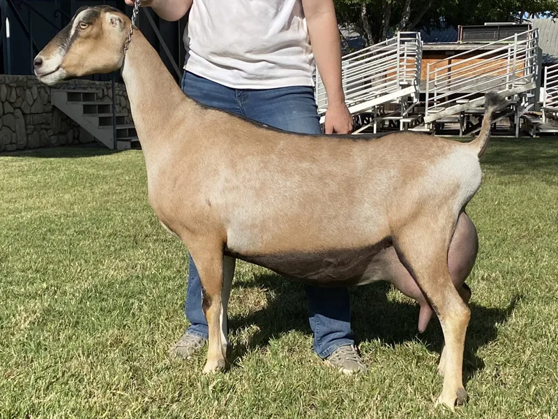 LaMancha Goat