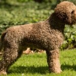 Lagotto Romagnolo